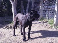 cane corso black